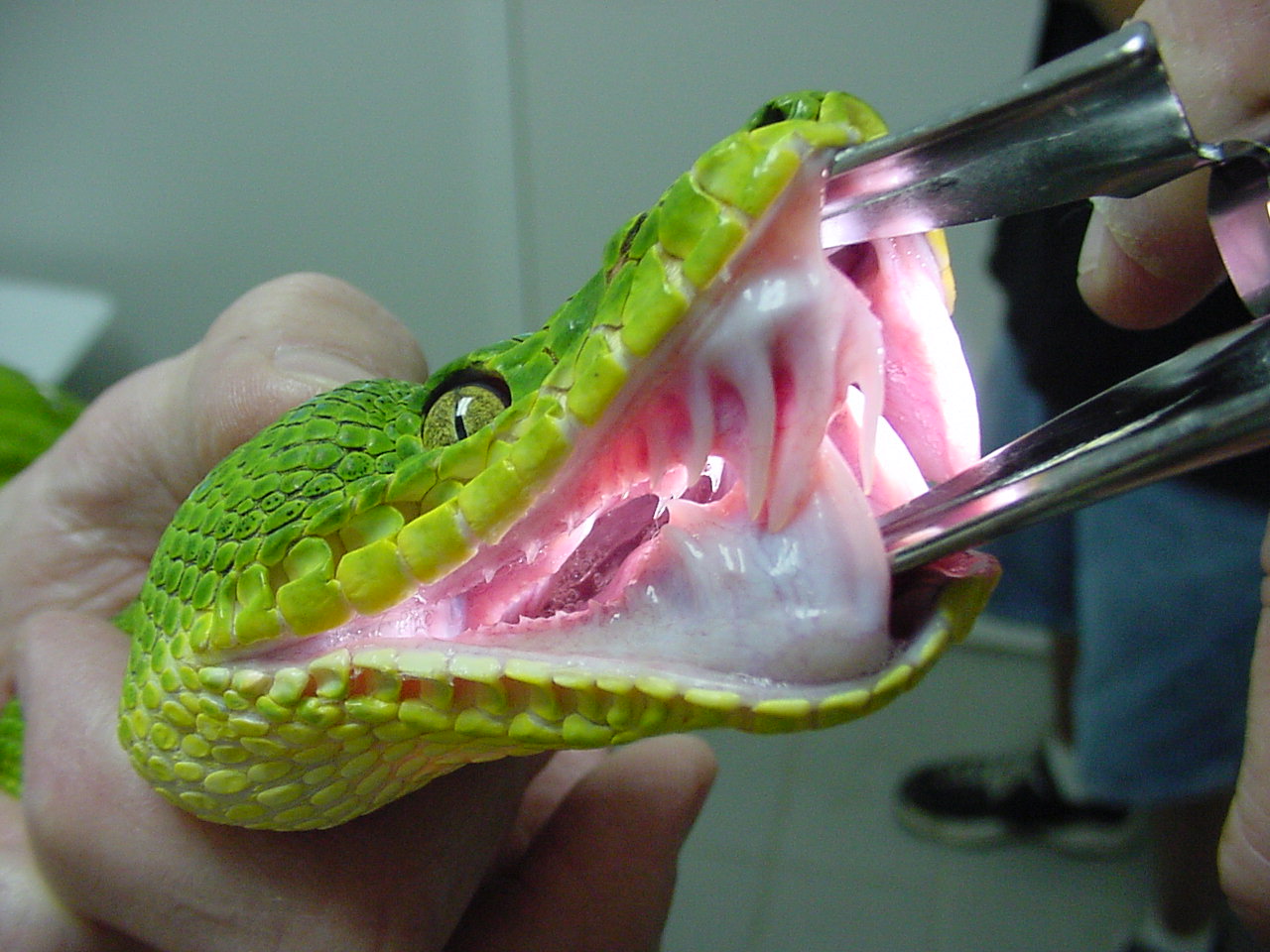 boa vs python teeth