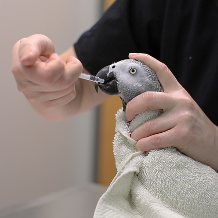 Giving Oral Medications to Birds