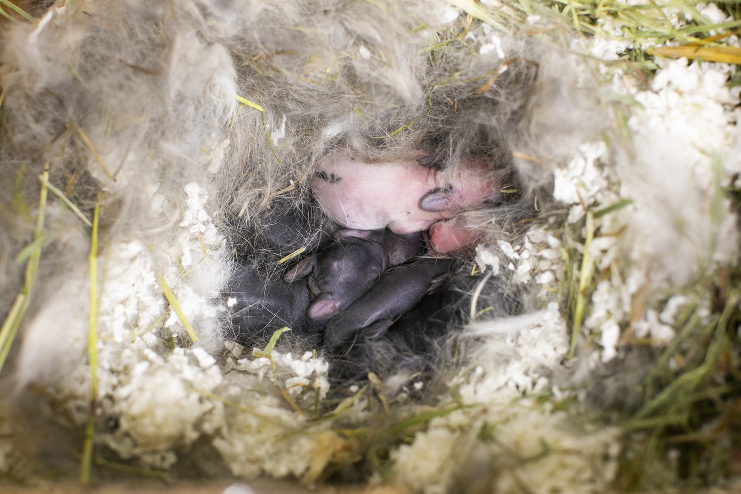 Newborn mice huddle together in a cozy nest made of fur and grass