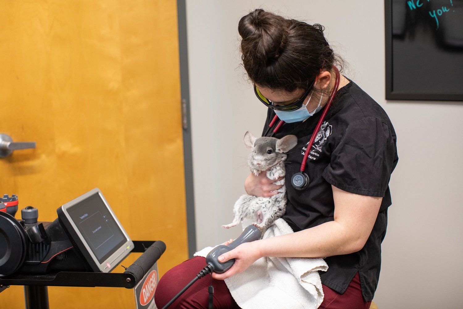 A veterinary professional holding a chinchilla next to laser equipment