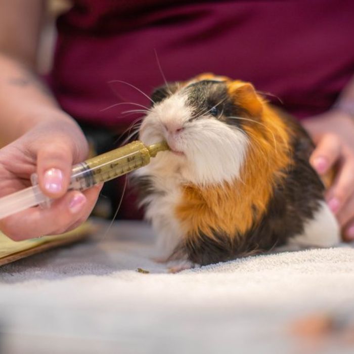 A guinea pig is being fed with a syringe by a person's hands