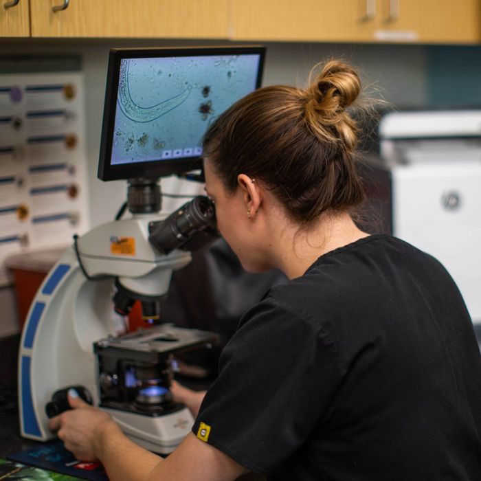 A researcher examines samples under a microscope