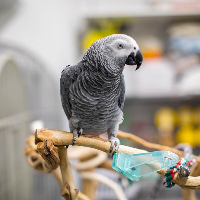 African grey parrot perched on a wooden stand