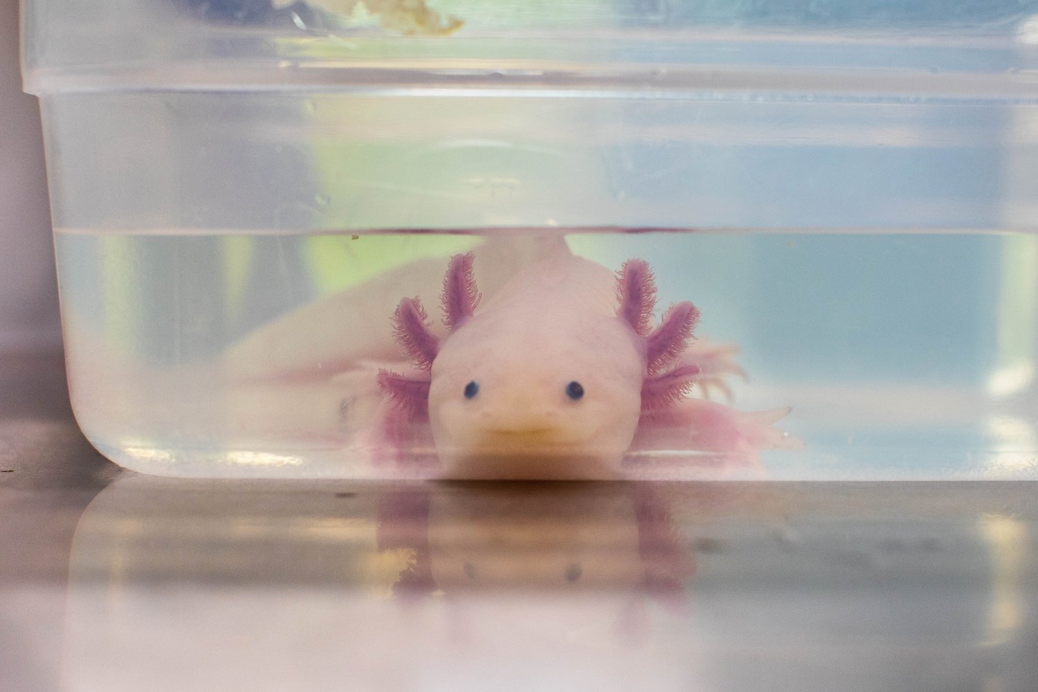 A smiling axolotl in a clear container with water