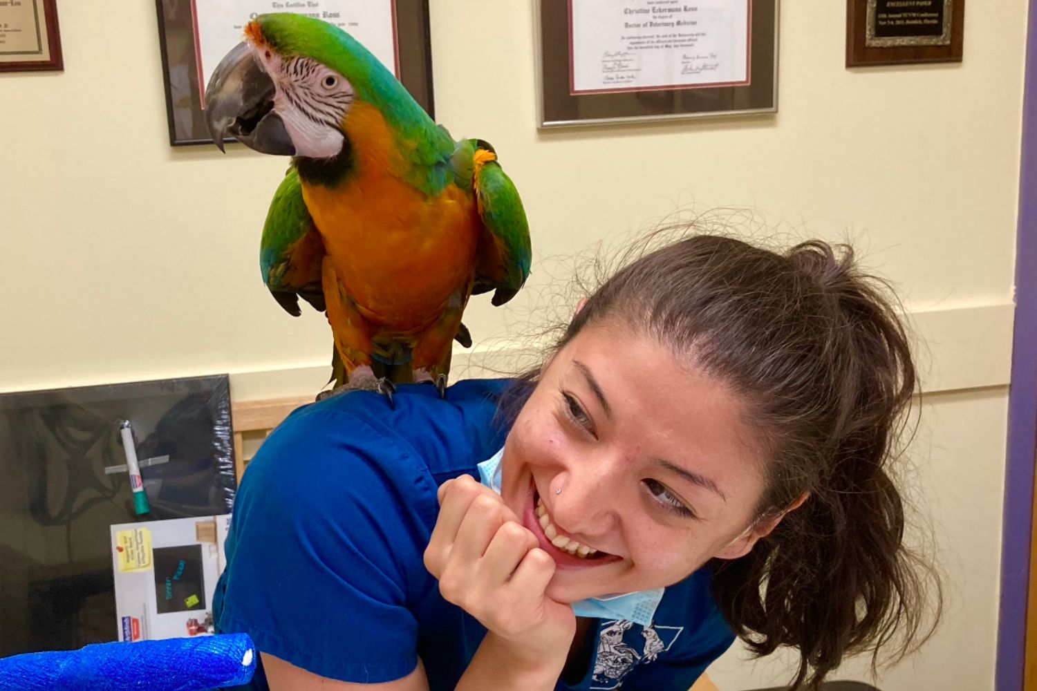 A colorful parrot perched on the shoulder of a person wearing a blue shirt