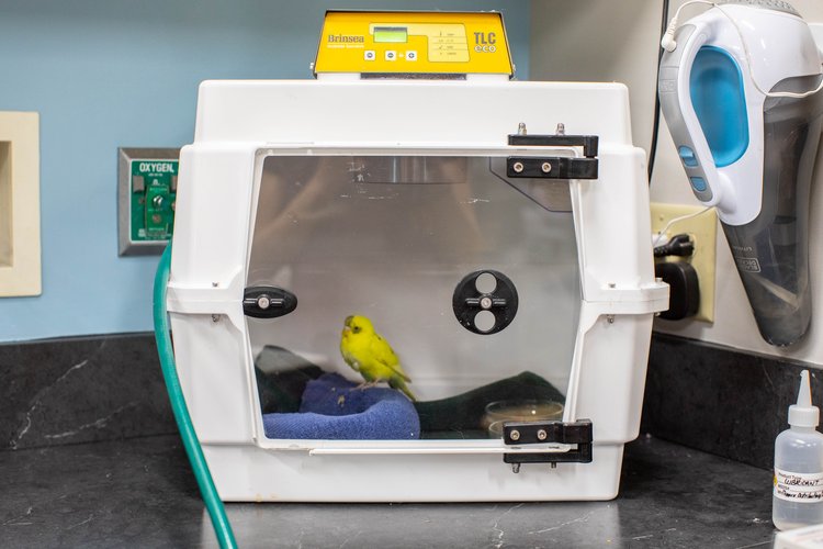 A yellow budgie inside an oxygen therapy incubator