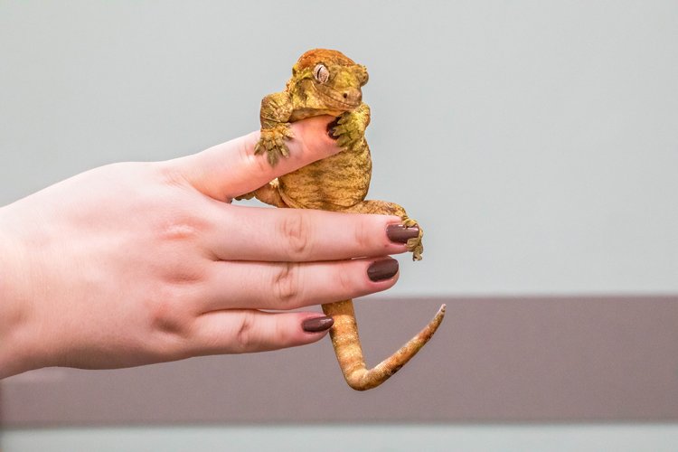 A chameleon perched on a person's hand