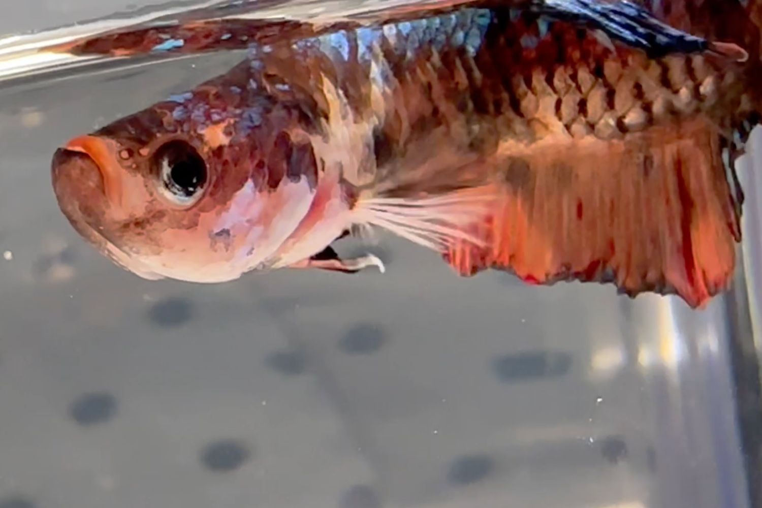 Close-up of a betta fish with red and brown coloring in water