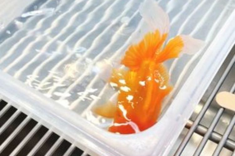 A goldfish in a clear plastic bag filled with water