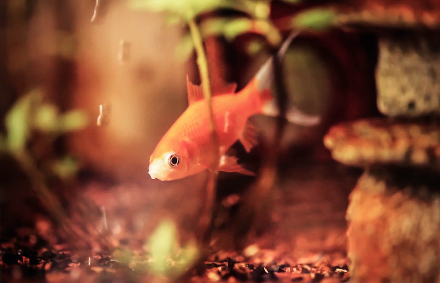 An orange fish swimming in a tank