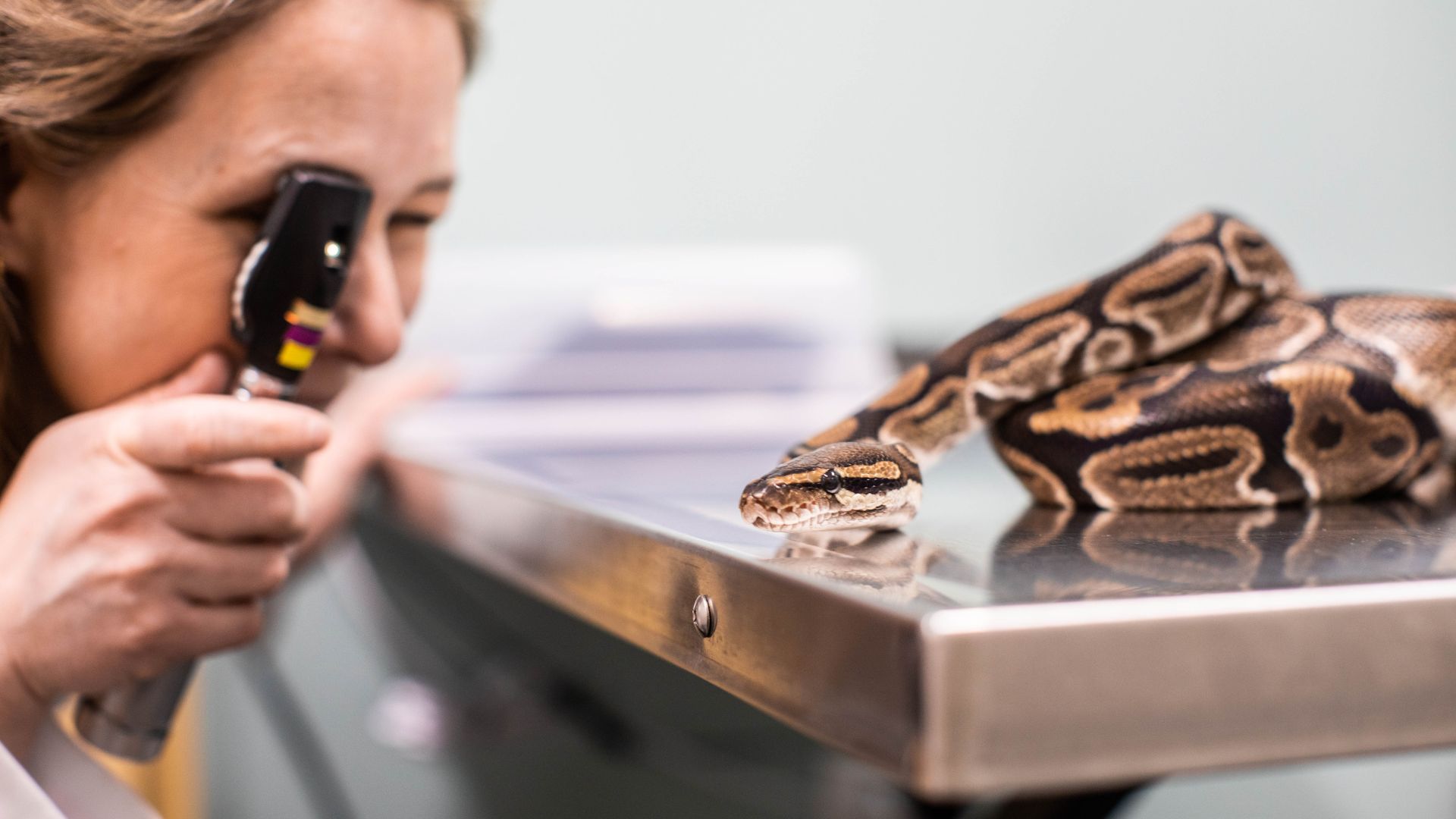 Reptiles Emergency Avian And Exotic Animal Care Photo Inspiration