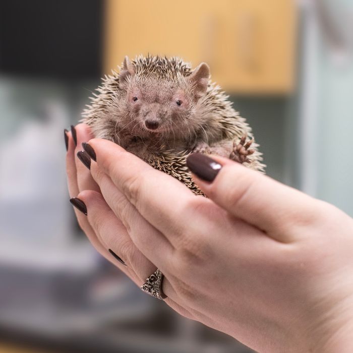 A small hedgehog being held gently in a person's hands