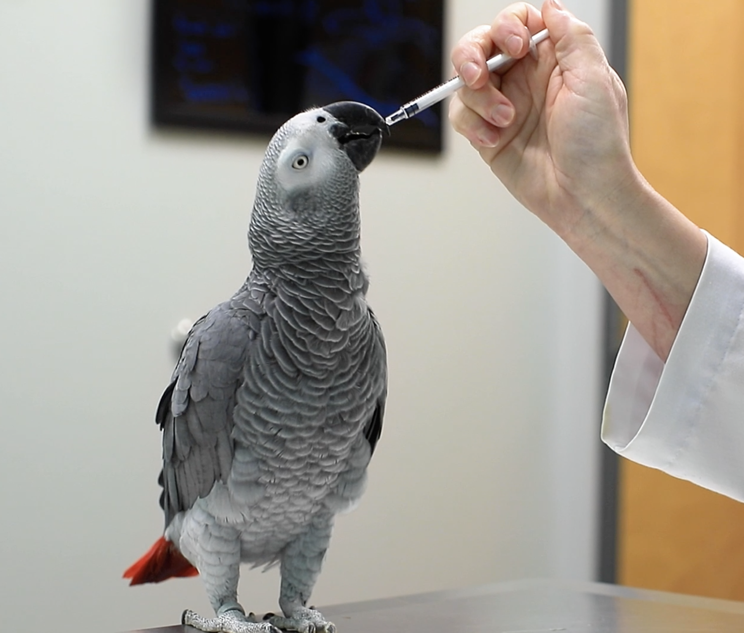 Grey parrot being fed with a syringe by a human hand