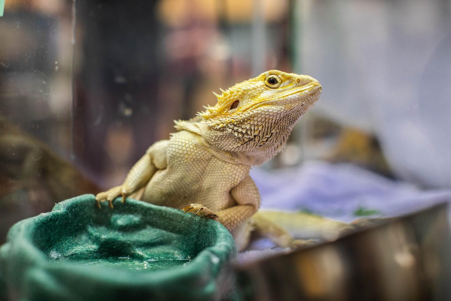 A bearded dragon lizard perched beside a water dish inside a glass enclosure