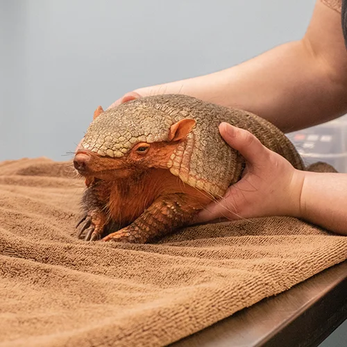 An armadillo at the vet