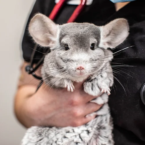 A chinchilla being held by a veterinarian