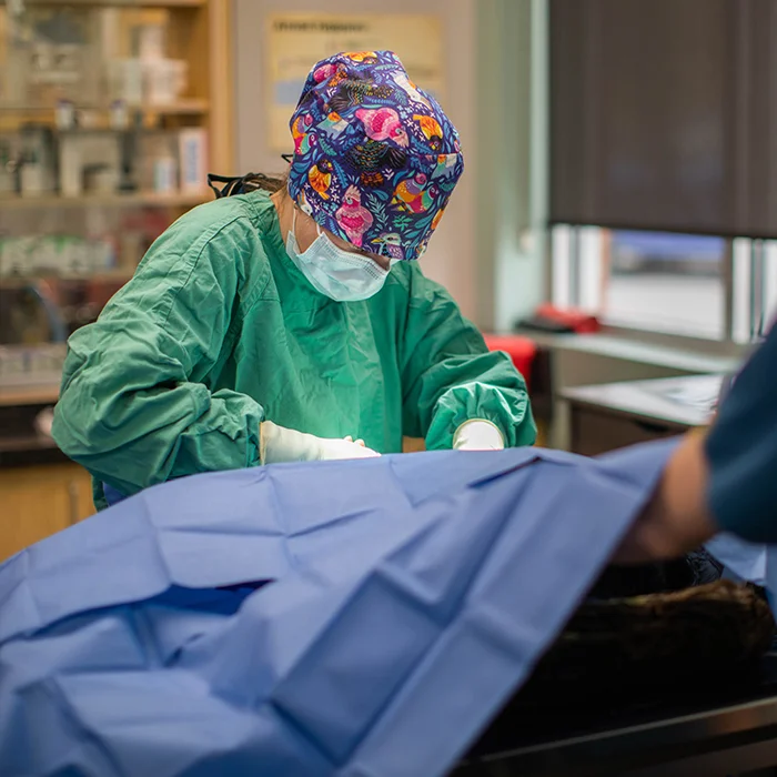 Surgeon in scrubs using medical equipment during a procedure in an operating room