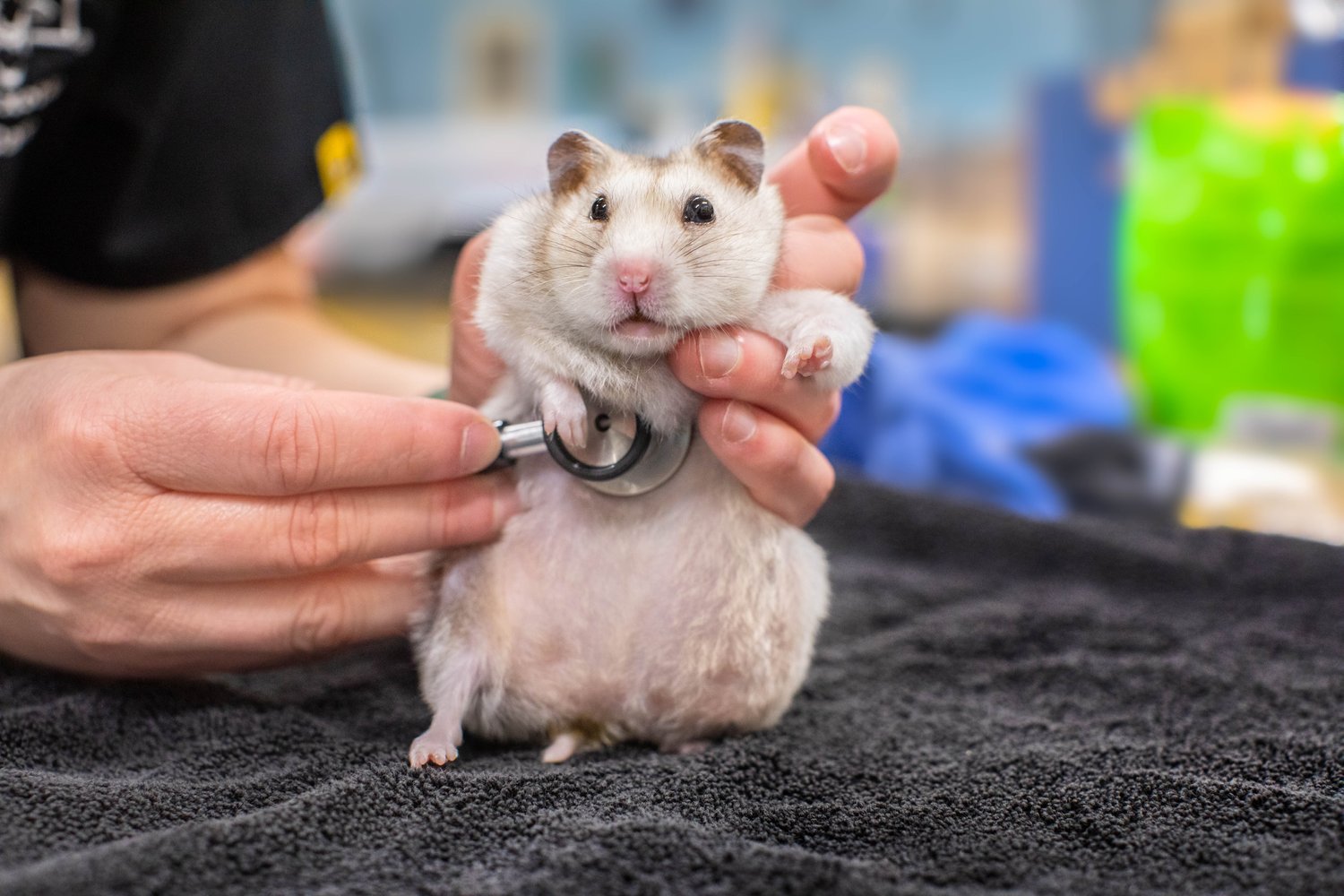 A person holding a cute hamster with a stethoscope on a black blanket