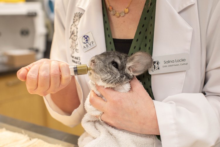 A veterinarian feeds a chinchilla with a syringe