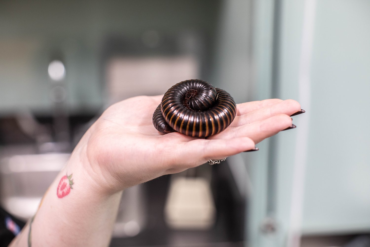 A person holding a coiled millipede in their palm