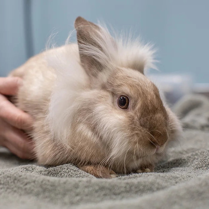 A white and gray rabbit